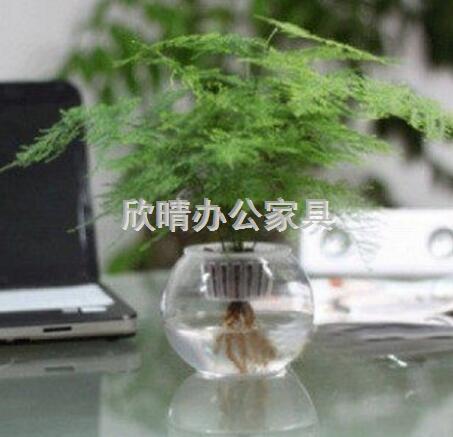 适应放办公桌的植物有哪些文竹